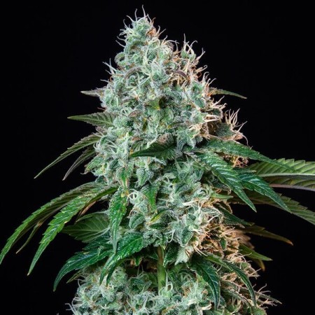 HulkBerry - Royal Queen Seeds | Feminized Cannabis Seeds