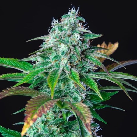 HulkBerry - Royal Queen Seeds | Feminized Cannabis Seeds