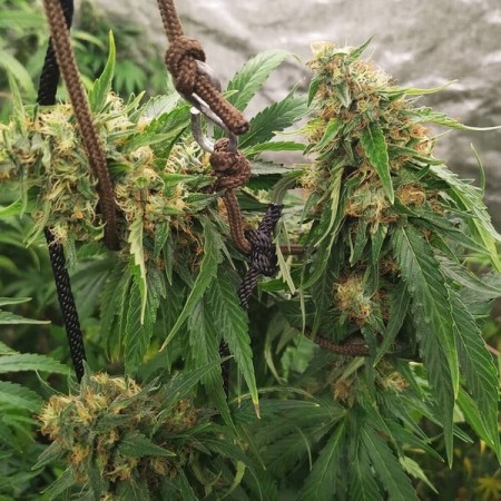 HulkBerry - Royal Queen Seeds | Feminized Cannabis Seeds