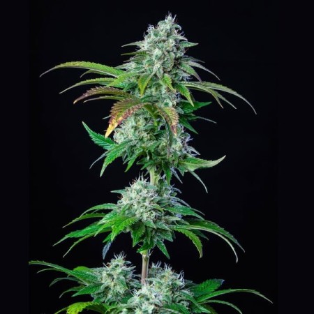 HulkBerry - Royal Queen Seeds | Feminized Cannabis Seeds