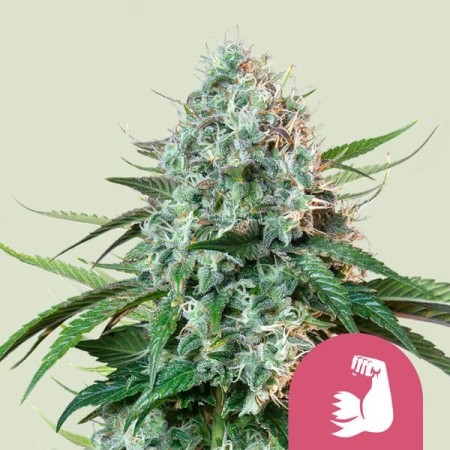 HulkBerry - Royal Queen Seeds | Feminized Cannabis Seeds