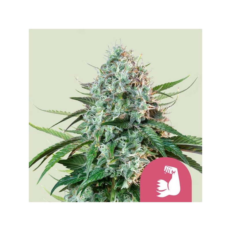 HulkBerry - Royal Queen Seeds | Feminized Cannabis Seeds