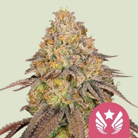 Legendary OG Punch - Royal Queen Seeds | Feminized Cannabis Seeds