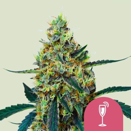 Mimosa - Royal Queen Seeds | Feminized Cannabis Seeds