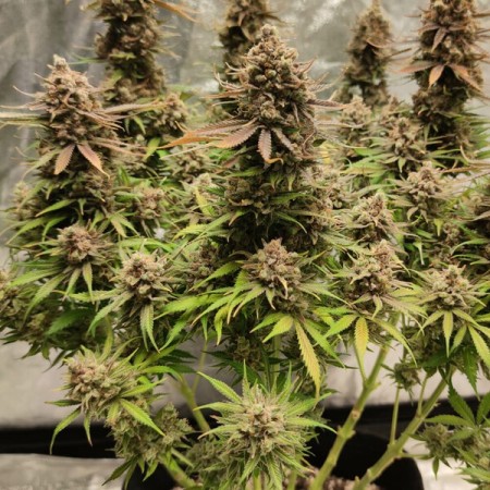 North Thunderfuck - Royal Queen Seeds | Feminized Cannabis Seeds North Thunderfuck - Royal Queen Seeds | Feminized Cannabis Seeds