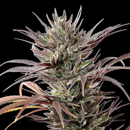 North Thunderfuck - Royal Queen Seeds | Feminized Cannabis Seeds North Thunderfuck - Royal Queen Seeds | Feminized Cannabis Seeds