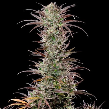North Thunderfuck - Royal Queen Seeds | Feminized Cannabis Seeds North Thunderfuck - Royal Queen Seeds | Feminized Cannabis Seeds