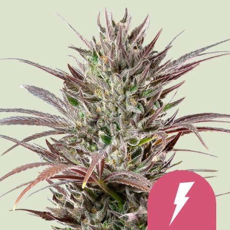 North Thunderfuck - Royal Queen Seeds | Feminized Cannabis Seeds North Thunderfuck - Royal Queen Seeds | Feminized Cannabis Seeds