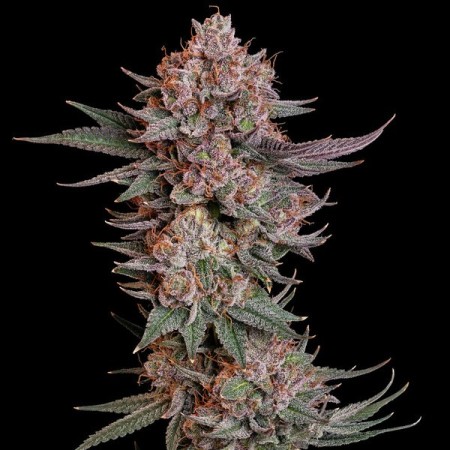 Pink Runtz - Royal Queen Seeds | Feminized Cannabis Seeds Pink Runtz - Royal Queen Seeds | Feminized Cannabis Seeds