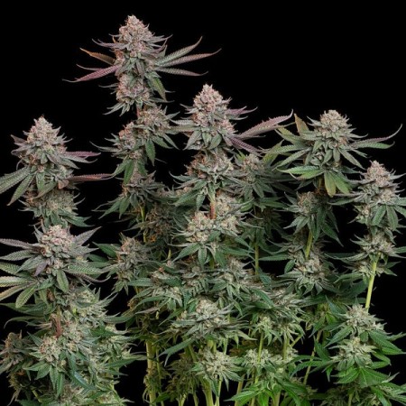 Pink Runtz - Royal Queen Seeds | Feminized Cannabis Seeds Pink Runtz - Royal Queen Seeds | Feminized Cannabis Seeds