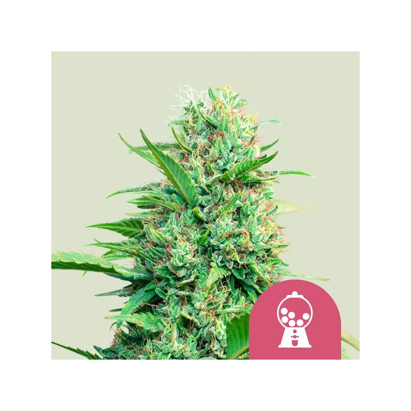 Pink Runtz - Royal Queen Seeds | Feminized Cannabis Seeds Pink Runtz - Royal Queen Seeds | Feminized Cannabis Seeds