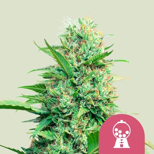 Pink Runtz - Royal Queen Seeds | Feminized