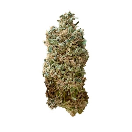 Royal Skywalker - Royal Queen Seeds | Feminized Cannabis Seeds Royal Skywalker - Royal Queen Seeds | Feminized Cannabis Seeds