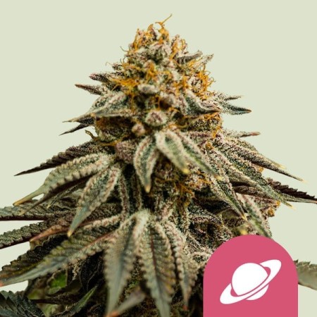 Royal Skywalker - Royal Queen Seeds | Feminized Cannabis Seeds Royal Skywalker - Royal Queen Seeds | Feminized Cannabis Seeds