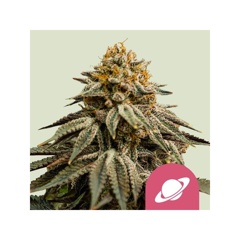Royal Skywalker - Royal Queen Seeds | Feminized Cannabis Seeds Royal Skywalker - Royal Queen Seeds | Feminized Cannabis Seeds