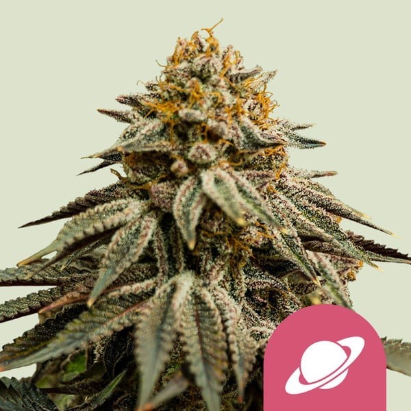 Royal Skywalker - Royal Queen Seeds | Feminized