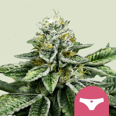 Sherbet Queen - Royal Queen Seeds | Feminized Cannabis Seeds