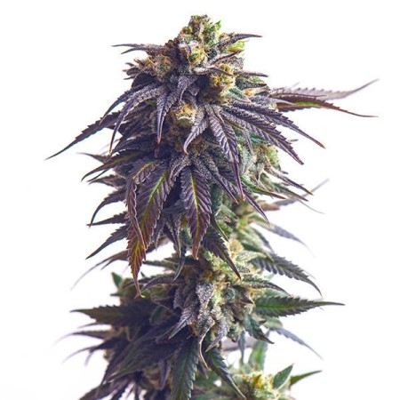 Sundae Driver - Royal Queen Seeds | Feminized Cannabis Seeds Sundae Driver - Royal Queen Seeds | Feminized Cannabis Seeds