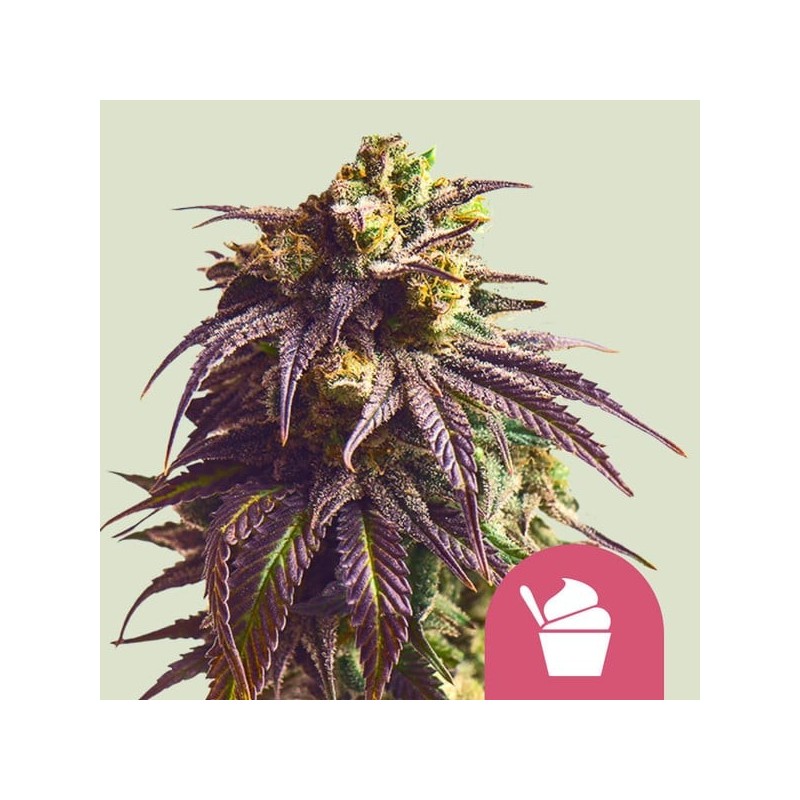 Sundae Driver - Royal Queen Seeds | Feminized Cannabis Seeds Sundae Driver - Royal Queen Seeds | Feminized Cannabis Seeds