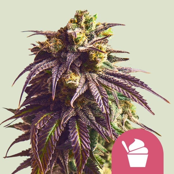 Sundae Driver - Royal Queen Seeds | Feminized
