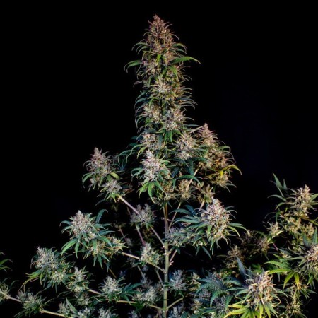 Sweet ZZ - Royal Queen Seeds | Feminized Cannabis Seeds Sweet ZZ - Royal Queen Seeds | Feminized Cannabis Seeds