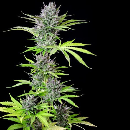 Triple G - Royal Queen Seeds | Feminized Cannabis Seeds