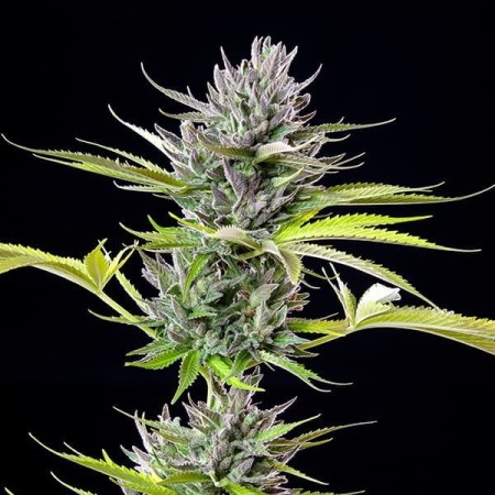 Triple G - Royal Queen Seeds | Feminized Cannabis Seeds