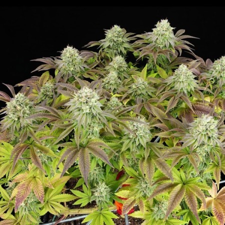 Triple G - Royal Queen Seeds | Feminized Cannabis Seeds