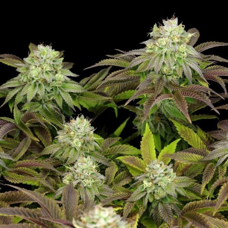 Triple G - Royal Queen Seeds | Feminized Cannabis Seeds