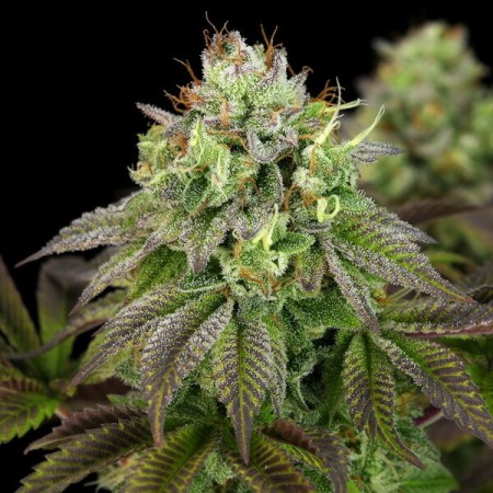 Triple G - Royal Queen Seeds | Feminized Cannabis Seeds