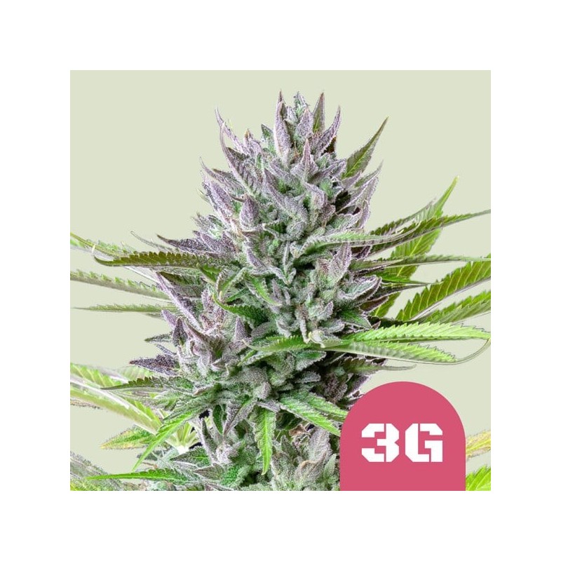 Triple G - Royal Queen Seeds | Feminized Cannabis Seeds