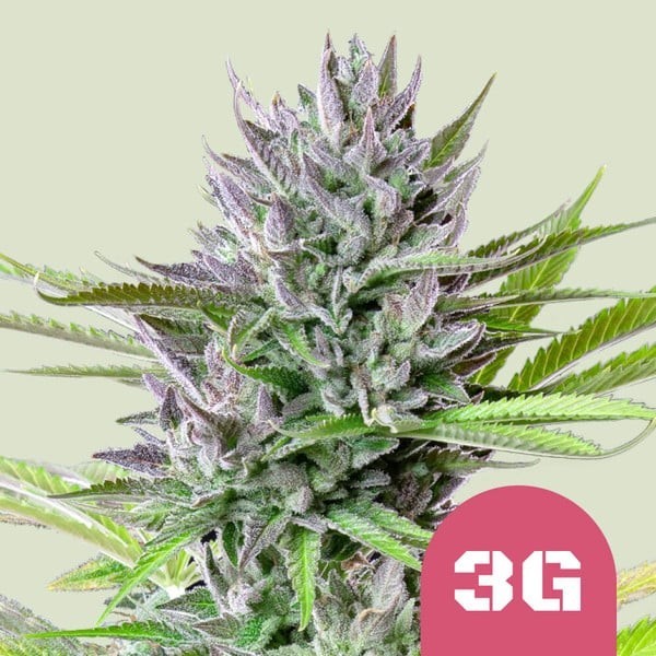 Triple G - Royal Queen Seeds | Feminized