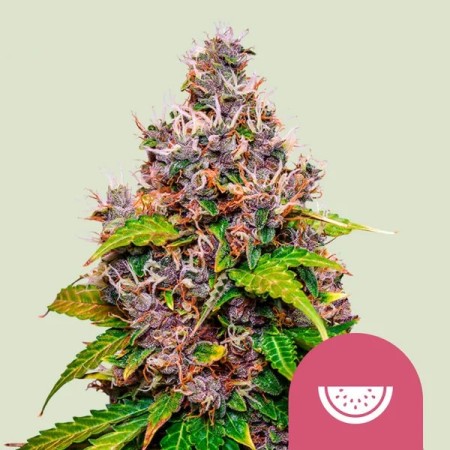 Watermelon - Royal Queen Seeds | Feminized Cannabis Seeds