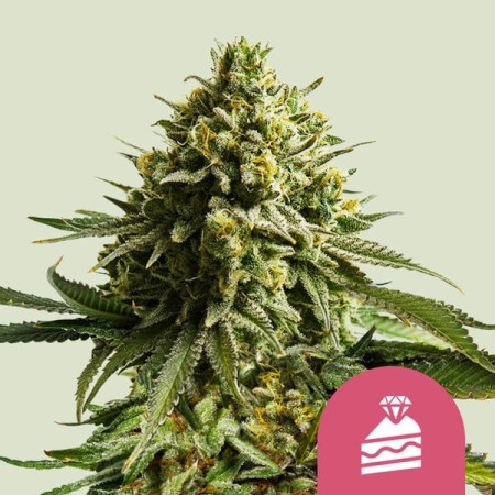 Wedding  Cake - Royal Queen Seeds | Feminized Cannabis Seeds