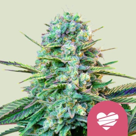 Wedding Crasher - Royal Queen Seeds | Feminized Cannabis Seeds