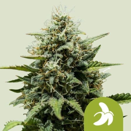 Fat Banana - Royal Queen Seeds | Autoflowering Cannabis Seeds