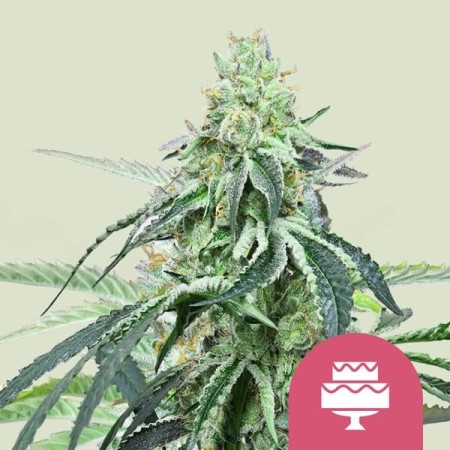 Wedding Gelato - Royal Queen Seeds | Feminized Cannabis Seeds