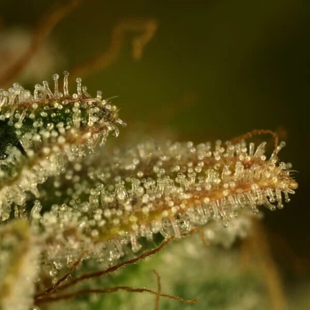 Green Gelato - Royal Queen Seeds | Feminized Cannabis Seeds Green Gelato - Royal Queen Seeds | Feminized Cannabis Seeds