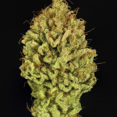 Green Gelato - Royal Queen Seeds | Feminized Cannabis Seeds Green Gelato - Royal Queen Seeds | Feminized Cannabis Seeds