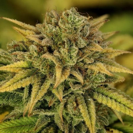 Green Gelato - Royal Queen Seeds | Feminized Cannabis Seeds Green Gelato - Royal Queen Seeds | Feminized Cannabis Seeds