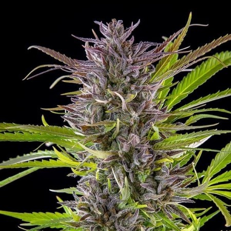 Green Gelato - Royal Queen Seeds | Feminized Cannabis Seeds Green Gelato - Royal Queen Seeds | Feminized Cannabis Seeds
