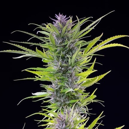 Green Gelato - Royal Queen Seeds | Feminized Cannabis Seeds Green Gelato - Royal Queen Seeds | Feminized Cannabis Seeds