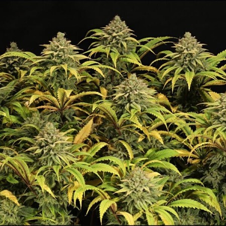 Green Gelato - Royal Queen Seeds | Feminized Cannabis Seeds Green Gelato - Royal Queen Seeds | Feminized Cannabis Seeds