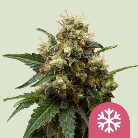 Ice - Royal Queen Seeds | Feminized Cannabis Seeds