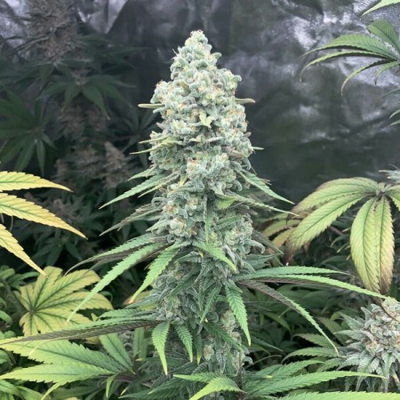 Purple Queen - Royal Queen Seeds | Feminized Cannabis Seeds Purple Queen - Royal Queen Seeds | Feminized Cannabis Seeds
