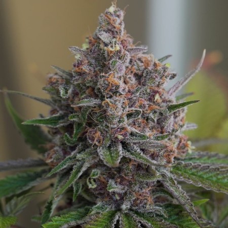 Purple Queen - Royal Queen Seeds | Feminized Cannabis Seeds Purple Queen - Royal Queen Seeds | Feminized Cannabis Seeds