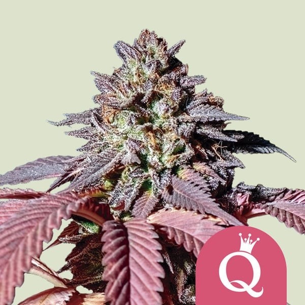 Purple Queen - Royal Queen Seeds | Feminized