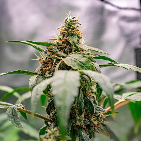 Dynamite Diesel - Tyson 2.0 | Royal Queen Seeds | Feminized Dynamite Diesel - Tyson 2.0 | Royal Queen Seeds | Feminized
