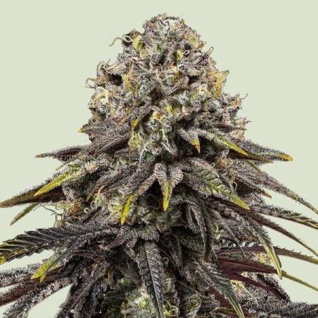 Dynamite Diesel - Tyson 2.0 | Royal Queen Seeds | Feminized Dynamite Diesel - Tyson 2.0 | Royal Queen Seeds | Feminized