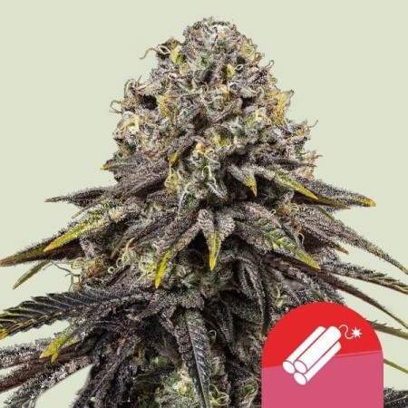 Dynamite Diesel - Tyson 2.0 | Royal Queen Seeds | Feminized
